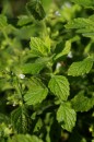 Melisse - Melissa officinalis * 1096 x 1644 * (424KB)